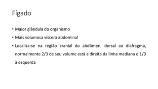 Fígado
• Maior glândula do organismo
• Mais volumosa víscera abdominal
• Localiza-se na região cranial do abdômen, dorsal ao diafragma,
normalmente 2/3 de seu volume está a direita da linha mediana e 1/3
à esquerda
 