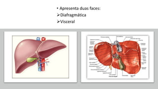 • Apresenta duas faces:
Diafragmática
Visceral
 