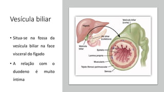 Vesícula biliar
• Situa-se na fossa da
vesícula biliar na face
visceral do fígado
• A relação com o
duodeno é muito
íntima
 