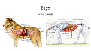 Baço
Lateral esquerda
 
