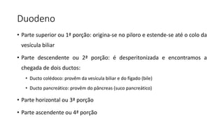 Duodeno
• Parte superior ou 1ª porção: origina-se no piloro e estende-se até o colo da
vesícula biliar
• Parte descendente ou 2ª porção: é desperitonizada e encontramos a
chegada de dois ductos:
• Ducto colédoco: provêm da vesícula biliar e do fígado (bile)
• Ducto pancreático: provêm do pâncreas (suco pancreático)
• Parte horizontal ou 3ª porção
• Parte ascendente ou 4ª porção
 