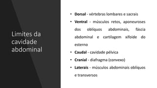 Limites da
cavidade
abdominal
• Dorsal - vértebras lombares e sacrais
• Ventral - músculos retos, aponeuroses
dos oblíquos abdominais, fáscia
abdominal e cartilagem xifoide do
esterno
• Caudal - cavidade pélvica
• Cranial - diafragma (convexo)
• Laterais - músculos abdominais oblíquos
e transversos
 