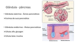 Glândula - pâncreas
• Glândulas exócrinas - Ácinos pancreáticos
Enzimas do suco pancreático
• Glândulas endócrinas - Ilhotas pancreáticas
Células alfa: glucagon
Células beta: insulina
 