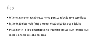 Íleo
• Último segmento, recebe este nome por sua relação com osso ilíaco
• Estreito, túnicas mais finas e menos vascularizadas que o jejuno
• Distalmente, o íleo desemboca no intestino grosso num orifício que
recebe o nome de óstio ileocecal
 