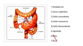 • Dividido em:
1.Ceco e apêndice
2.Colón ascendente
3.Colón transverso
4.Colón descendente
5.Sigmóide
6.Reto
7.Ânus
 