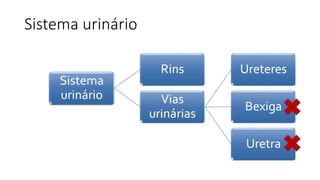 Sistema urinário
 