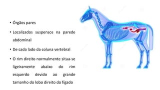 • Órgãos pares
• Localizados suspensos na parede
abdominal
• De cada lado da coluna vertebral
• O rim direito normalmente situa-se
ligeiramente abaixo do rim
esquerdo devido ao grande
tamanho do lobo direito do fígado
 