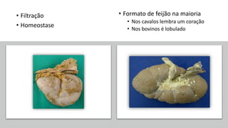 • Filtração
• Homeostase
• Formato de feijão na maioria
• Nos cavalos lembra um coração
• Nos bovinos é lobulado
 