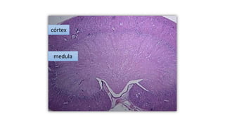 córtex
medula
 
