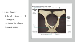 • Limites ósseos:
Dorsal: Sacro + 3
coccígeas
Laterais: Ílio + Ísquio
Ventral: Púbis
 