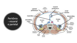 Peritônio
- visceral
e parietal
 