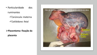 • Particularidade dos
ruminantes
Carúncula: materna
Cotilédone: fetal
Placentoma: fixação da
placenta
 