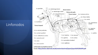 Linfonodos
 