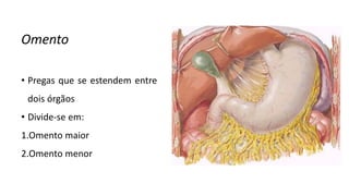 Omento
• Pregas que se estendem entre
dois órgãos
• Divide-se em:
1.Omento maior
2.Omento menor
 