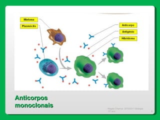Magda Charrua  2010/2011 Biologia 12º ano  Anticorpos monoclonais 