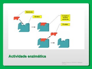 Magda Charrua  2010/2011 Biologia 12º ano  Actividade enzimática 