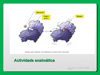 Magda Charrua  2010/2011 Biologia 12º ano  Actividade enzimática 