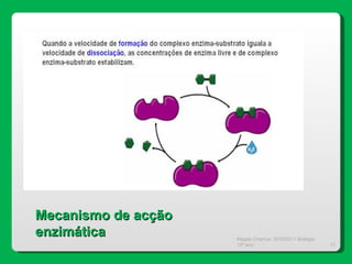 Magda Charrua  2010/2011 Biologia 12º ano  Mecanismo de acção enzimática 