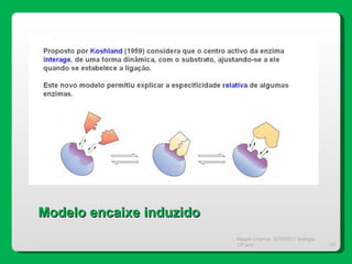 Magda Charrua  2010/2011 Biologia 12º ano  Modelo encaixe induzido 