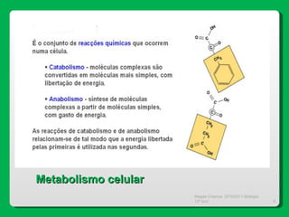 Magda Charrua  2010/2011 Biologia 12º ano  Metabolismo celular 