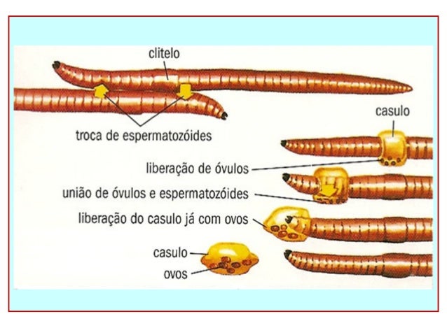 Resultado de imagem para anelideos clitelo