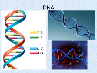 DNA
 