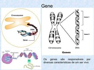 Gene
Os genes são responsáveis por
diversas características de um ser vivo.
 