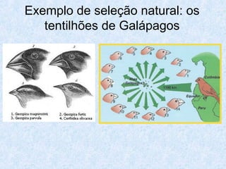 Exemplo de seleção natural: os
tentilhões de Galápagos
 