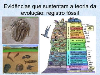 Evidências que sustentam a teoria da
evolução: registro fóssil
 