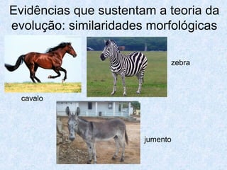 Evidências que sustentam a teoria da
evolução: similaridades morfológicas
cavalo
zebra
jumento
 