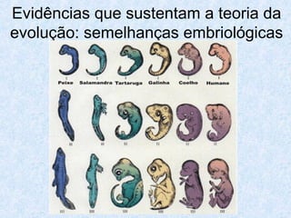 Evidências que sustentam a teoria da
evolução: semelhanças embriológicas
 