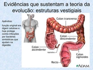 Evidências que sustentam a teoria da
evolução: estruturas vestigiais
Apêndice:
função original era
digerir celulose e
hoje protege
contra infecções
por bactérias
simbióticas que
ajudam na
digestão
 