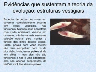 Evidências que sustentam a teoria da
evolução: estruturas vestigiais
Espécies de peixes que vivem em
cavernas completamente escuras
têm olhos vestigiais, não
funcionais. Quando seus ancestrais
com visão acabaram vivendo em
cavernas, não havia mais nenhuma
seleção natural para manter a
função dos olhos desses peixes.
Então, peixes com visão melhor
não mais competiam com os de
pior visão. Hoje, esses peixes ainda
têm olhos – mas eles não são
funcionais e não é uma adaptação;
eles são apenas subprodutos da
história evolutiva desses peixes.
 