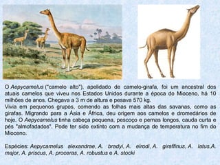 O Aepycamelus ("camelo alto"), apelidado de camelo-girafa, foi um ancestral dos
atuais camelos que viveu nos Estados Unidos durante a época do Mioceno, há 10
milhões de anos. Chegava a 3 m de altura e pesava 570 kg.
Vivia em pequenos grupos, comendo as folhas mais altas das savanas, como as
girafas. Migrando para a Ásia e África, deu origem aos camelos e dromedários de
hoje. O Aepycamelus tinha cabeça pequena, pescoço e pernas longos, cauda curta e
pés "almofadados". Pode ter sido extinto com a mudança de temperatura no fim do
Mioceno.
Espécies: Aepycamelus alexandrae, A. bradyi, A. elrodi, A. giraffinus, A. latus,A.
major, A. priscus, A. proceras, A. robustus e A. stocki
 