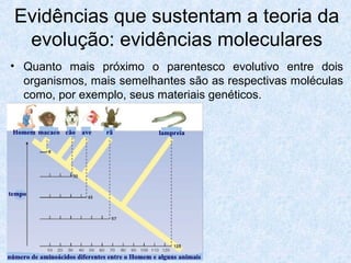 • Quanto mais próximo o parentesco evolutivo entre dois
organismos, mais semelhantes são as respectivas moléculas
como, por exemplo, seus materiais genéticos.
Evidências que sustentam a teoria da
evolução: evidências moleculares
 