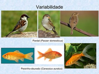 Variabilidade
Pardal (Passer domesticus)
Peixinho-dourado (Carassius auratus)
 