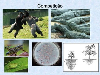 Competição
 