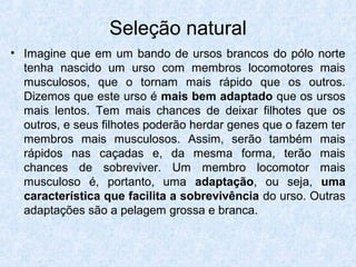 Seleção natural
• Imagine que em um bando de ursos brancos do pólo norte
tenha nascido um urso com membros locomotores mais
musculosos, que o tornam mais rápido que os outros.
Dizemos que este urso é mais bem adaptado que os ursos
mais lentos. Tem mais chances de deixar filhotes que os
outros, e seus filhotes poderão herdar genes que o fazem ter
membros mais musculosos. Assim, serão também mais
rápidos nas caçadas e, da mesma forma, terão mais
chances de sobreviver. Um membro locomotor mais
musculoso é, portanto, uma adaptação, ou seja, uma
característica que facilita a sobrevivência do urso. Outras
adaptações são a pelagem grossa e branca.
 