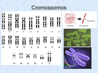 Cromossomos
 