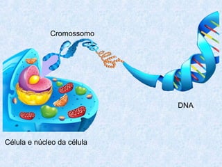 Célula e núcleo da célula
Cromossomo
DNA
 