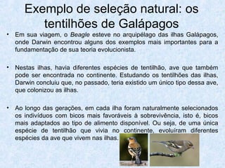 Exemplo de seleção natural: os
tentilhões de Galápagos
• Em sua viagem, o Beagle esteve no arquipélago das ilhas Galápagos,
onde Darwin encontrou alguns dos exemplos mais importantes para a
fundamentação de sua teoria evolucionista.
• Nestas ilhas, havia diferentes espécies de tentilhão, ave que também
pode ser encontrada no continente. Estudando os tentilhões das ilhas,
Darwin concluiu que, no passado, teria existido um único tipo dessa ave,
que colonizou as ilhas.
• Ao longo das gerações, em cada ilha foram naturalmente selecionados
os indivíduos com bicos mais favoráveis à sobrevivência, isto é, bicos
mais adaptados ao tipo de alimento disponível. Ou seja, de uma única
espécie de tentilhão que vivia no continente, evoluíram diferentes
espécies da ave que vivem nas ilhas.
 