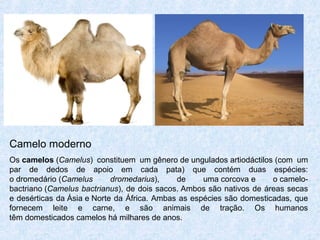 Camelo moderno
Os camelos (Camelus) constituem um gênero de ungulados artiodáctilos (com um
par de dedos de apoio em cada pata) que contém duas espécies:
o dromedário (Camelus dromedarius), de uma corcova e o camelo-
bactriano (Camelus bactrianus), de dois sacos. Ambos são nativos de áreas secas
e desérticas da Ásia e Norte da África. Ambas as espécies são domesticadas, que
fornecem leite e carne, e são animais de tração. Os humanos
têm domesticados camelos há milhares de anos.
 