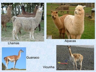 Lhamas
Alpacas
Guanaco
Vicunha
 