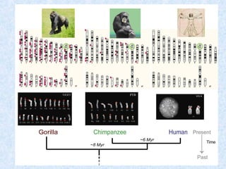 Aula 7º ano - Evolução (completo)