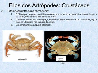 Aula 7º ano - Reino Animalia (invertebrados) | PPT