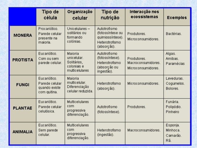 Aula 7º ano Reino Fungi