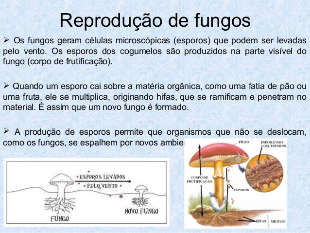 Vermes na criança o período incubatory