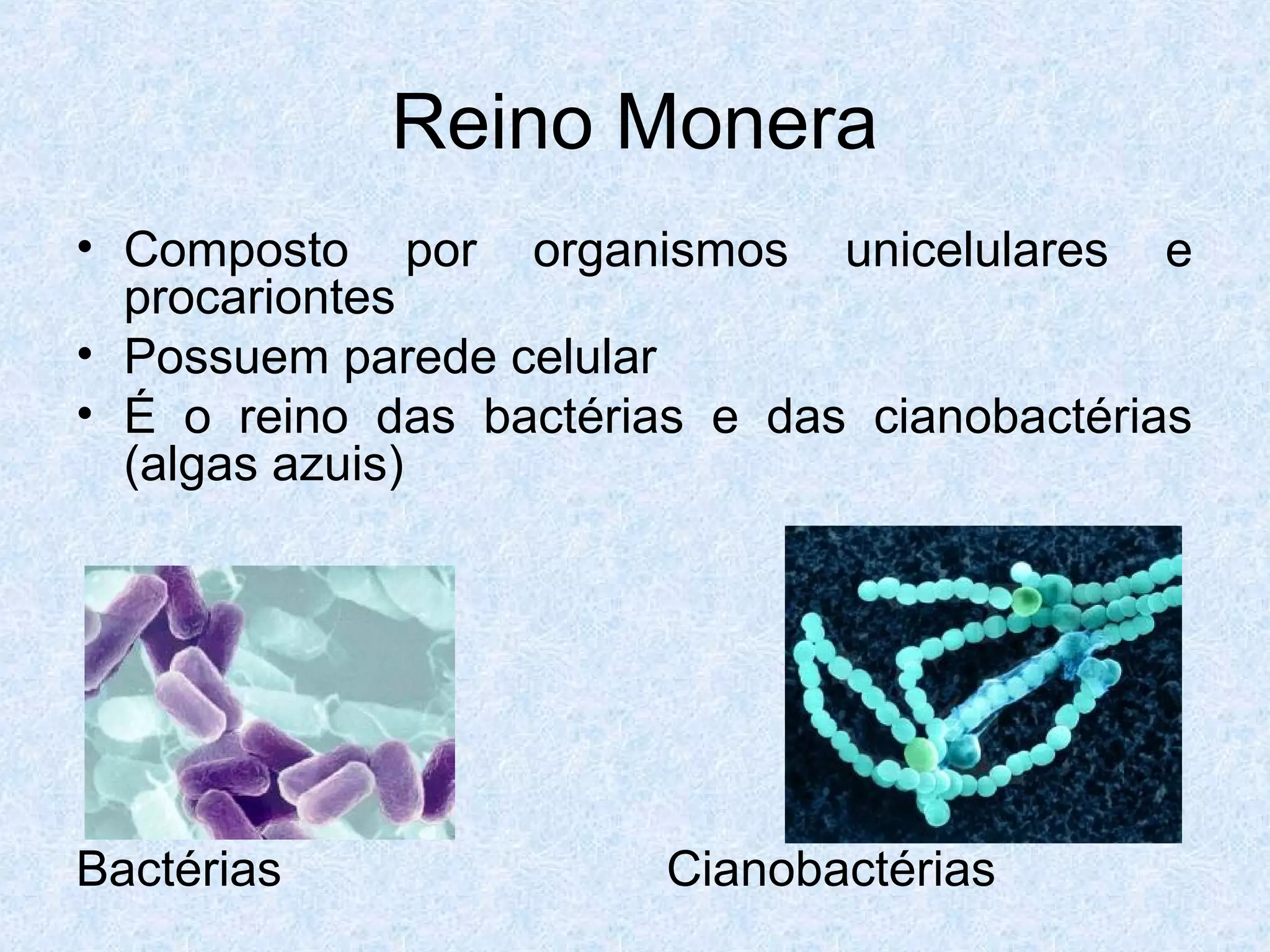 Aula 7º ano - Reino Monera | PPT