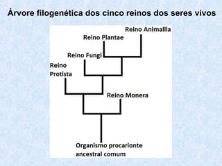 Árvore filogenética dos cinco reinos dos seres vivos
 