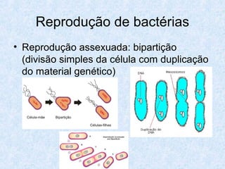 Reprodução de bactérias
• Reprodução assexuada: bipartição
(divisão simples da célula com duplicação
do material genético)
 